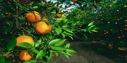 turuncgil tarimi